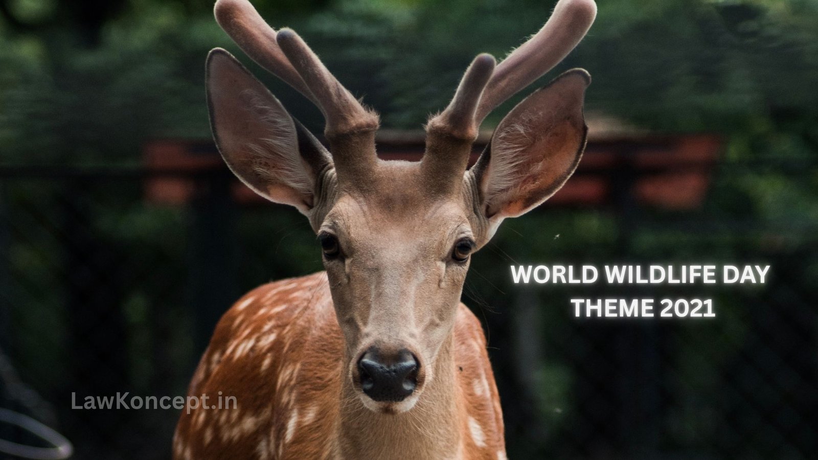 world wildlife day theme 2021